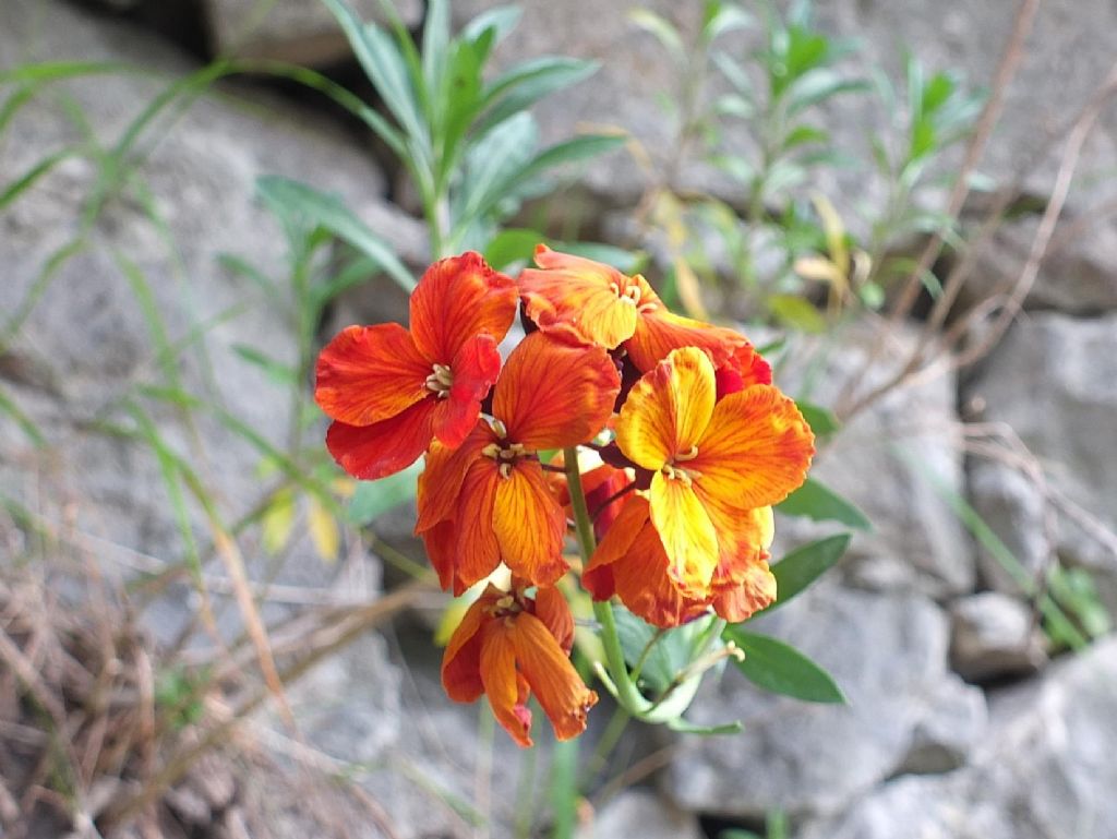 Erysimum cheiri / Violaciocca gialla